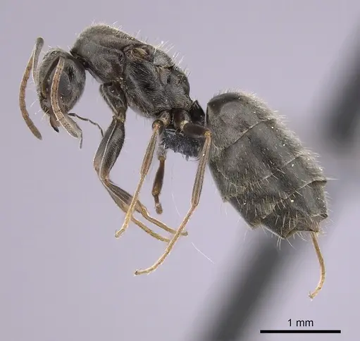 Lepisiota canescens - CASENT0249813