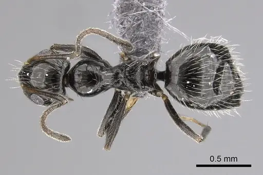 Lepisiota canescens - CASENT0264000