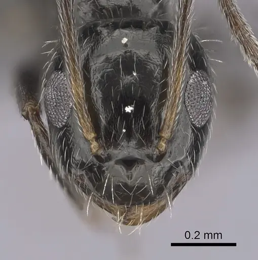 Lepisiota canescens - CASENT0264000