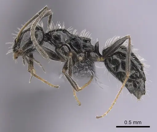 Lepisiota canescens - CASENT0264000