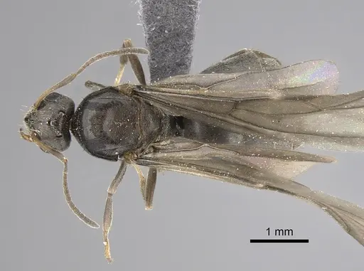 Lepisiota canescens - CASENT0264378