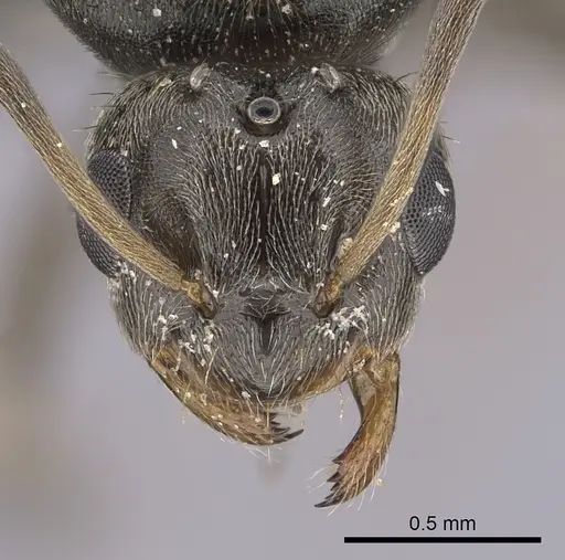 Lepisiota canescens - CASENT0264378