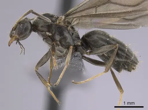 Lepisiota canescens - CASENT0264378