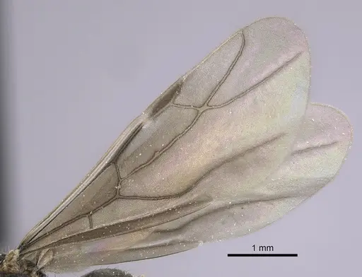 Lepisiota canescens - CASENT0264378