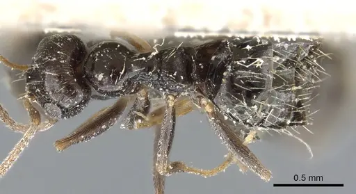 Lepisiota canescens - CASENT0905153