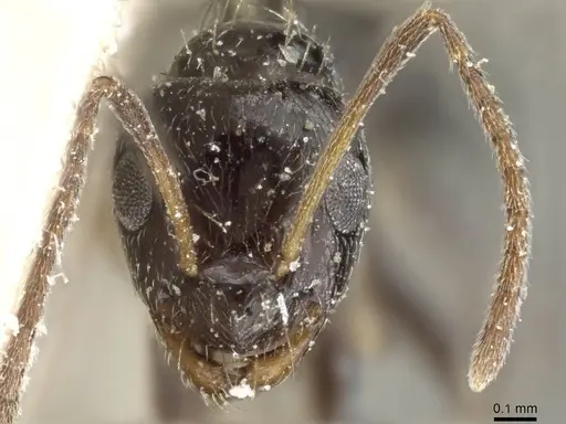 Lepisiota canescens - CASENT0905153