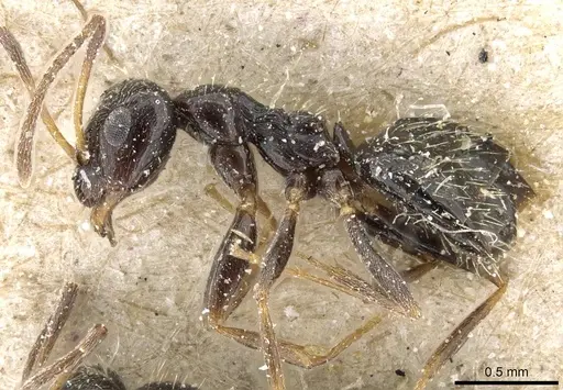 Lepisiota canescens - CASENT0905153