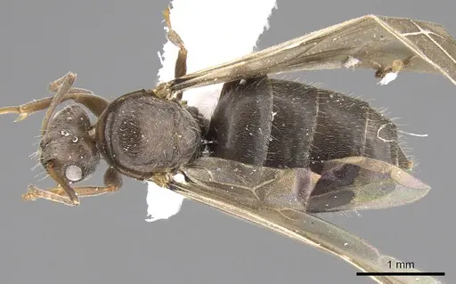 Lepisiota canescens - CASENT0906459