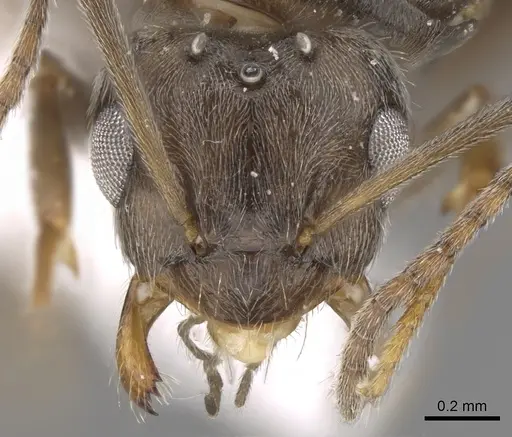 Lepisiota canescens - CASENT0906459