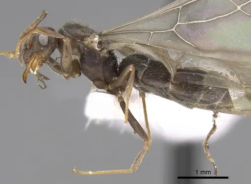 Lepisiota canescens - CASENT0906459