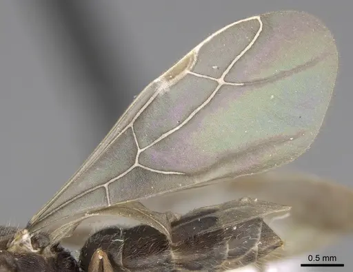 Lepisiota canescens - CASENT0906459