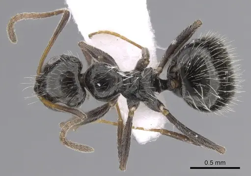 Lepisiota canescens - CASENT0906460