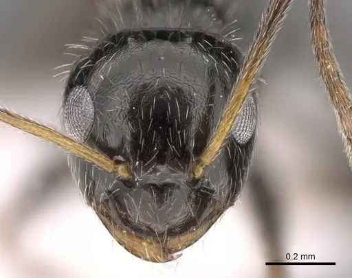 Lepisiota canescens - CASENT0906460