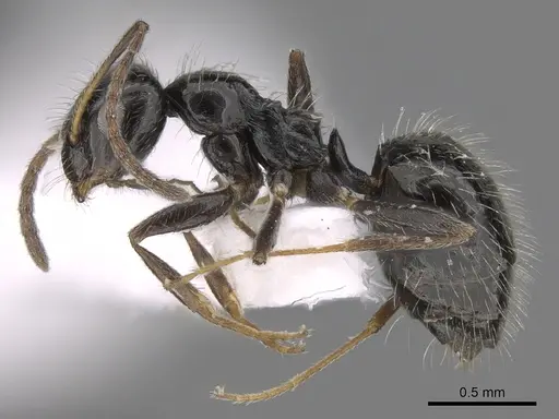 Lepisiota canescens - CASENT0906460