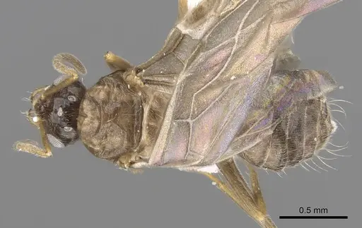 Lepisiota canescens - CASENT0906461