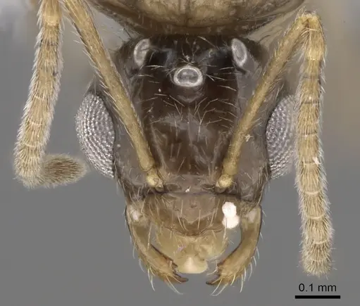 Lepisiota canescens - CASENT0906461