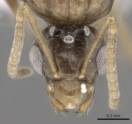 Lepisiota canescens - CASENT0906461