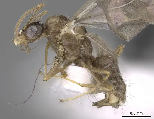 Lepisiota canescens - CASENT0906461