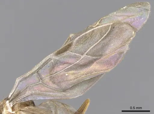 Lepisiota canescens - CASENT0906461