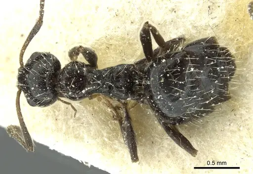 Lepisiota canescens - CASENT0912371