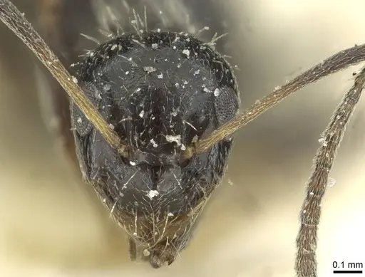 Lepisiota canescens - CASENT0912371