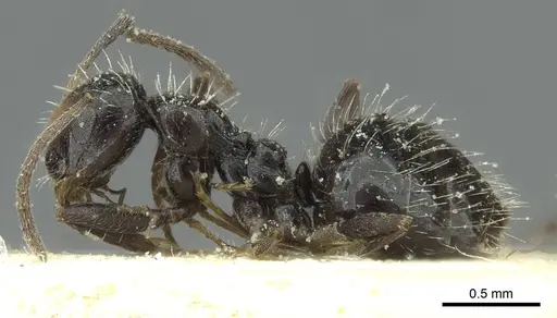 Lepisiota canescens - CASENT0912371