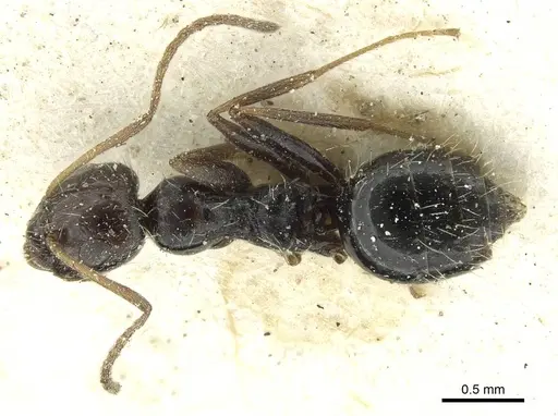 Lepisiota canescens - CASENT0912372