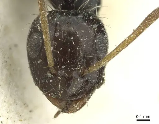 Lepisiota canescens - CASENT0912372