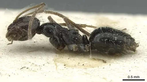 Lepisiota canescens - CASENT0912372