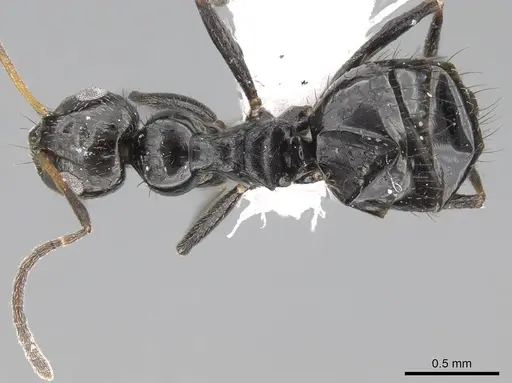 Lepisiota canescens - CASENT0919824