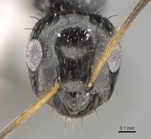 Lepisiota canescens - CASENT0919824