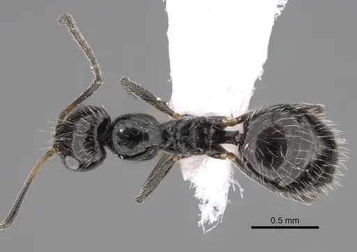 Lepisiota canescens - CASENT0922846