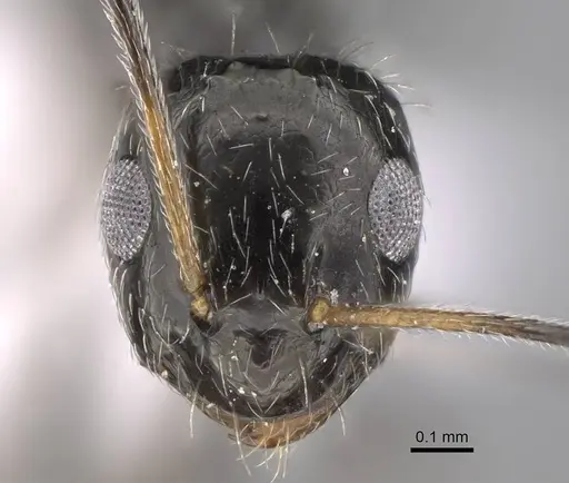 Lepisiota canescens - CASENT0922846