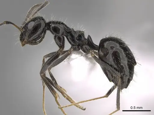 Lepisiota canescens - CASENT0922846