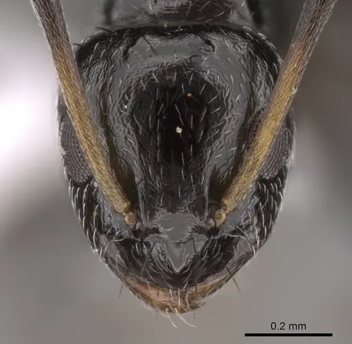 Lepisiota capensis specimen