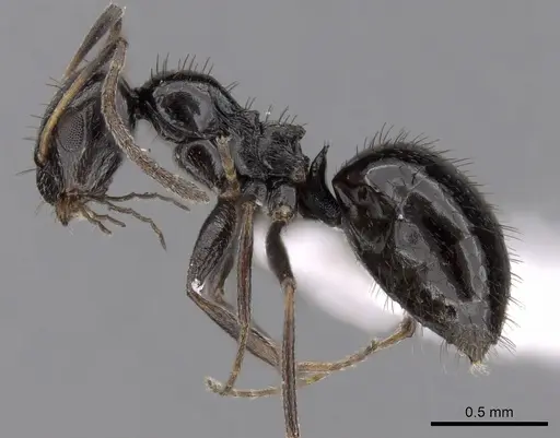 Lepisiota capensis specimen