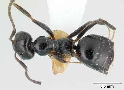 Lepisiota capensis - CASENT0178255