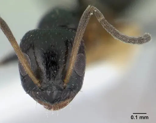 Lepisiota capensis - CASENT0178255