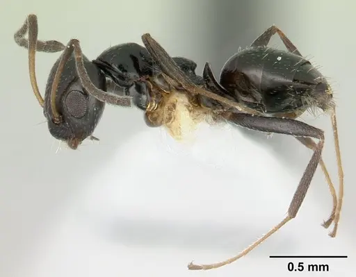 Lepisiota capensis - CASENT0178255