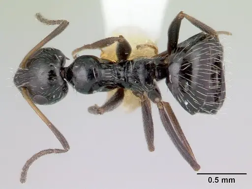 Lepisiota capensis - CASENT0178257