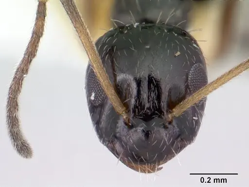 Lepisiota capensis - CASENT0178257