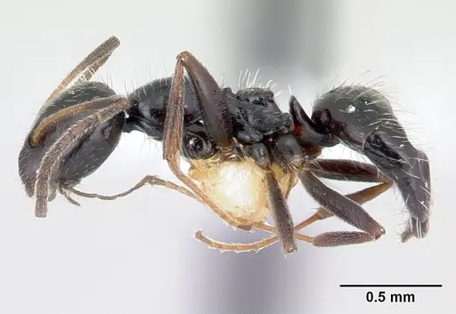 Lepisiota capensis - CASENT0178257