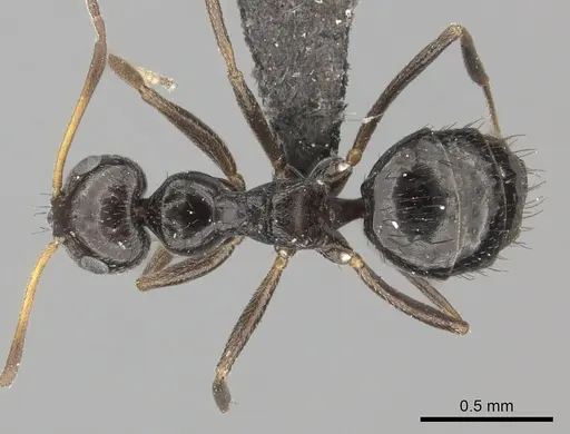 Lepisiota capensis - CASENT0235893