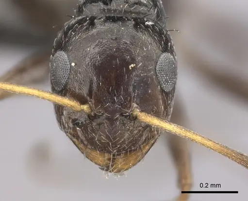 Lepisiota capensis - CASENT0235893