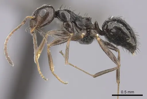 Lepisiota capensis - CASENT0235893