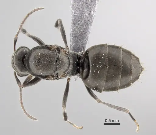 Lepisiota capensis - CASENT0249819