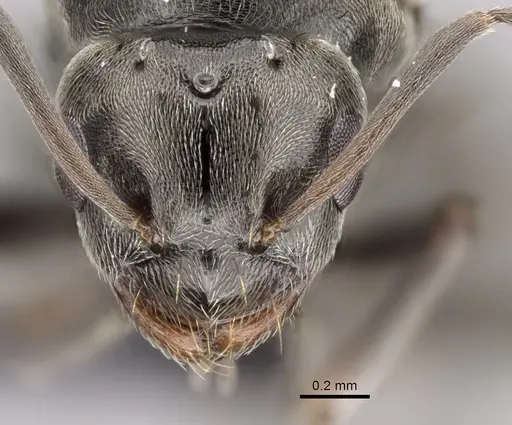 Lepisiota capensis - CASENT0249819