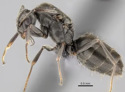 Lepisiota capensis - CASENT0249819