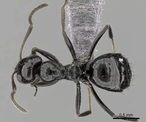 Lepisiota capensis - CASENT0264032