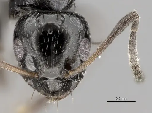 Lepisiota capensis - CASENT0264032